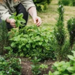 Heilkräuter im Garten