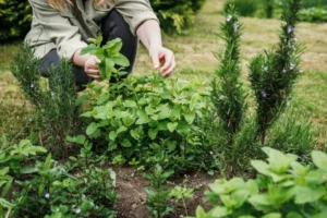 Heilkräuter im Garten