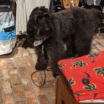 Futterumstellung beim Hund: So gelingt der Wechsel in 7 bis 10 Tagen
