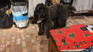 Futterumstellung beim Hund: So gelingt der Wechsel in 7 bis 10 Tagen
