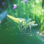 Mehr Lebensqualität durch Grün: Warum ein Garten Körper und Geist guttut