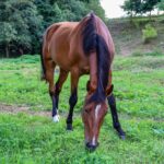 Pferde im Garten halten: Was 2026 wirklich gilt