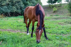 Pferde im Garten halten: Was 2026 wirklich gilt
